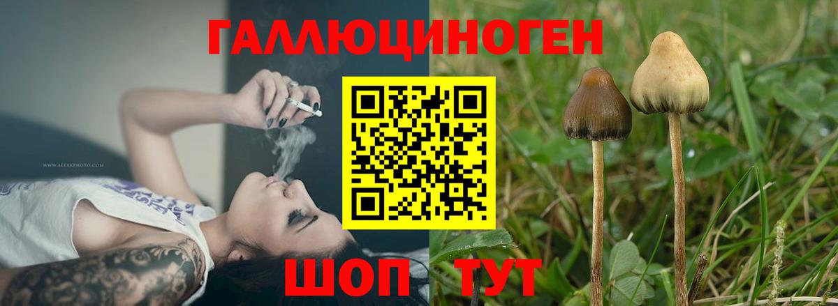 Псилоцибиновые грибы Psilocybine cubensis Богородицк